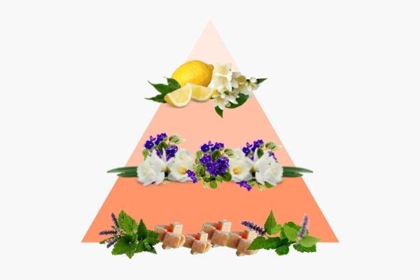 Pyramide olfactive Zen'Attitude